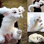 Falcor Dragon