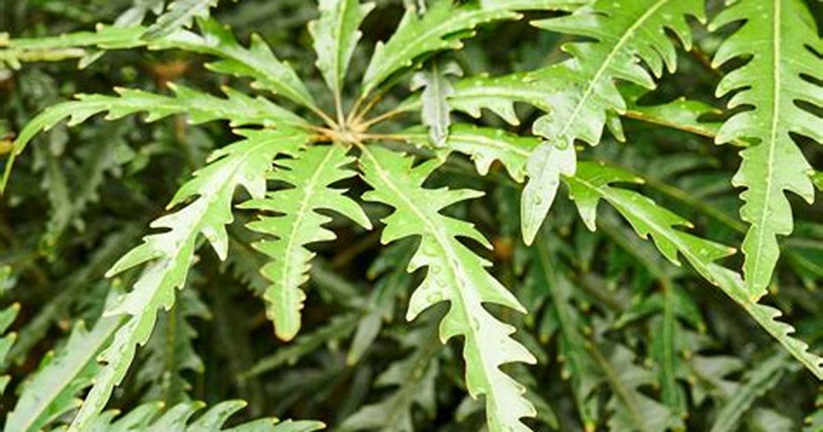False Aralia