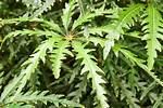 False Aralia