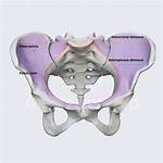 False Pelvis