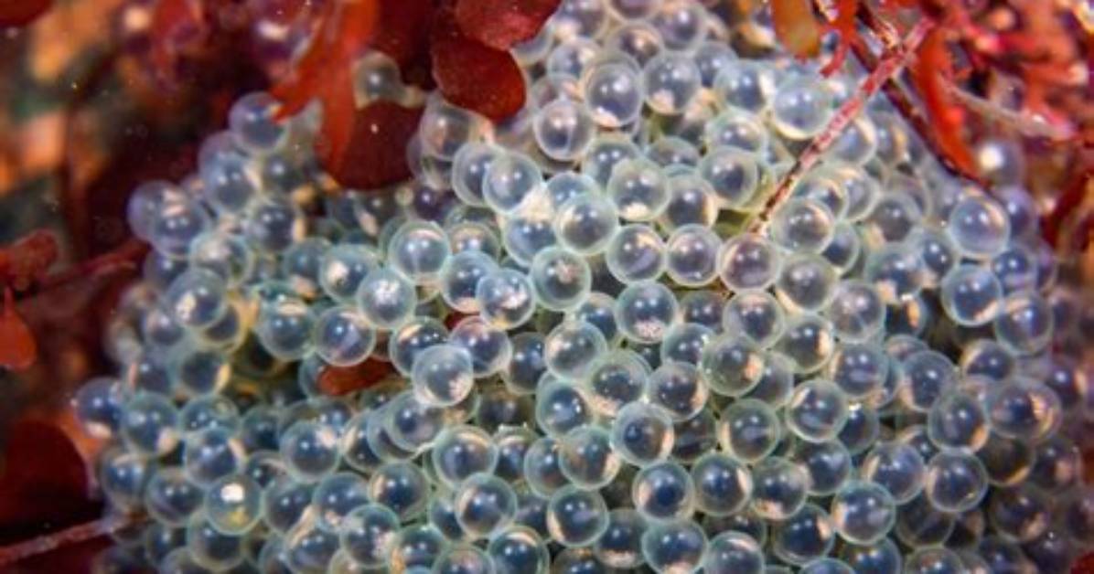 Fancy Fish Eggs