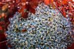 Fancy Fish Eggs