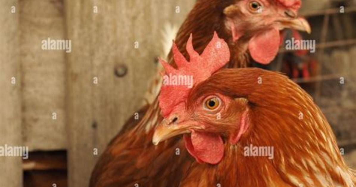 Farmyard Egg Layer