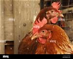 Farmyard Egg Layer