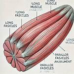 Fascicles