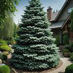 Fast Growing Pine Trees