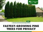 Fastest Growing Pine Trees