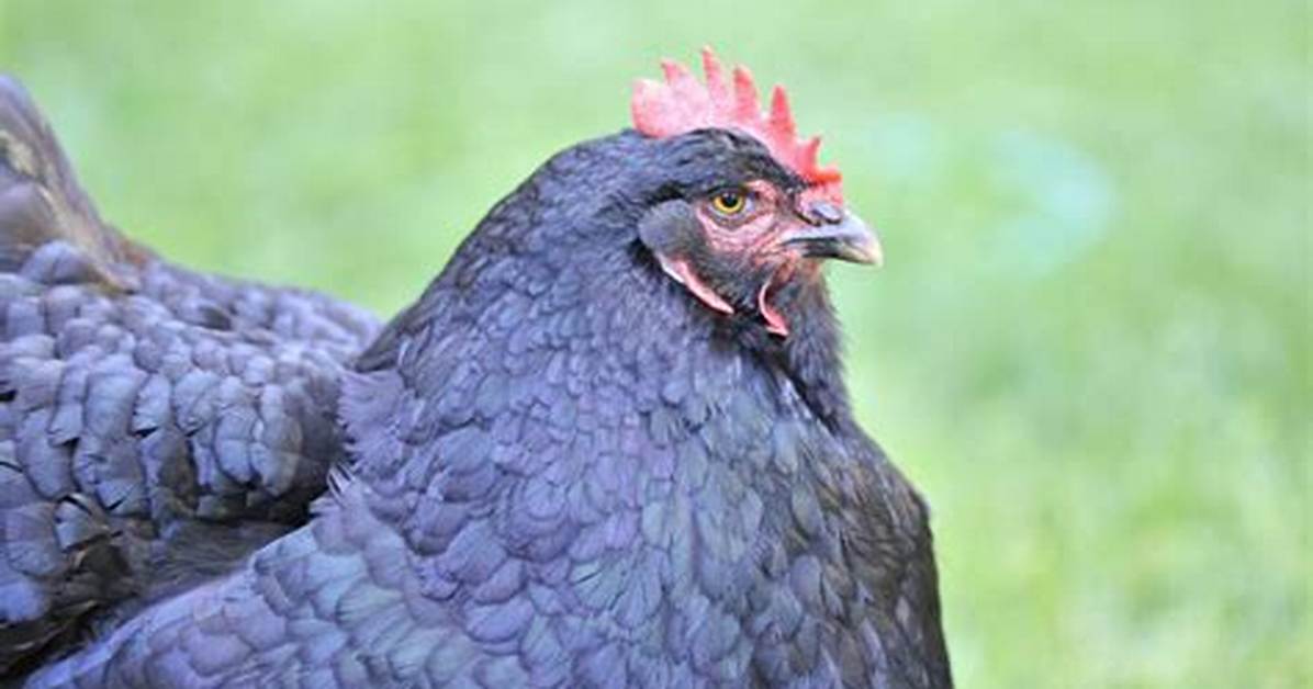 Fat Chickens