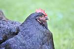 Fat Chickens