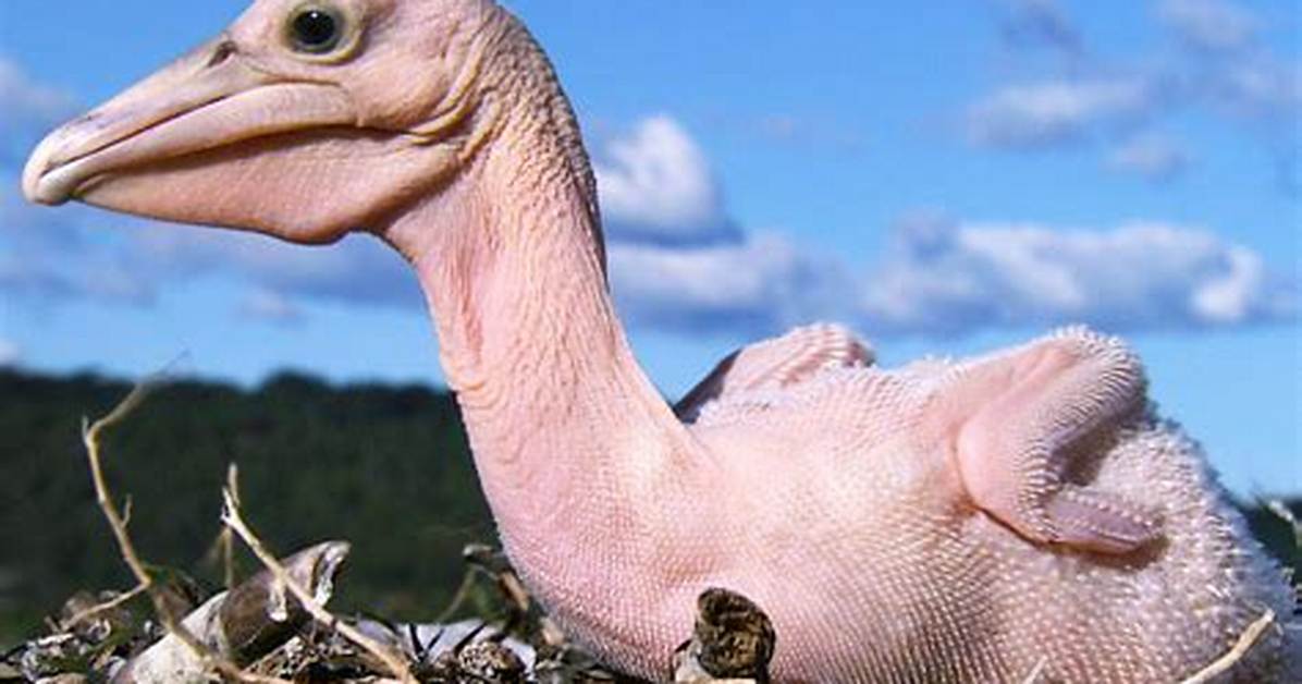 Featherless Bird