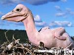 Featherless Bird