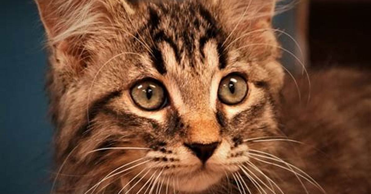 Feline