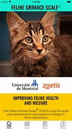 Feline