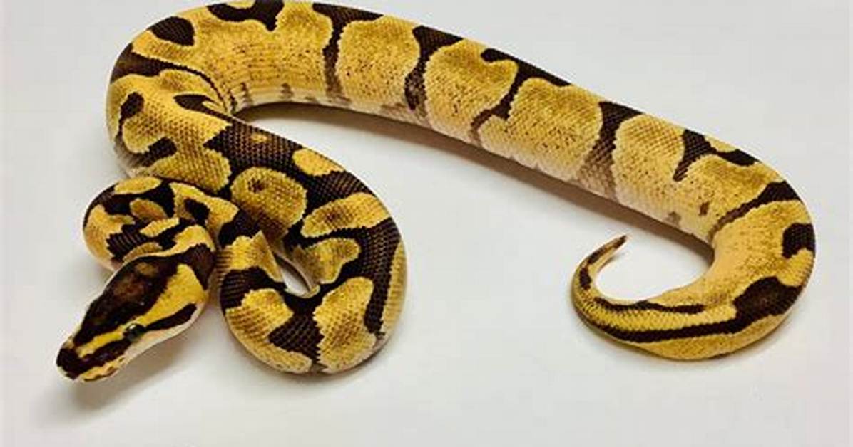 Female Ball Python