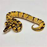 Female Ball Python