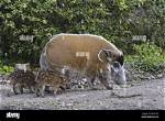 Female Hog