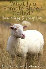 Female Lamb