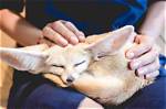 Fennec Fox Pet