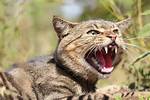 Feral