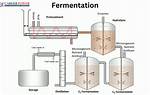 Fermentation Microbiology