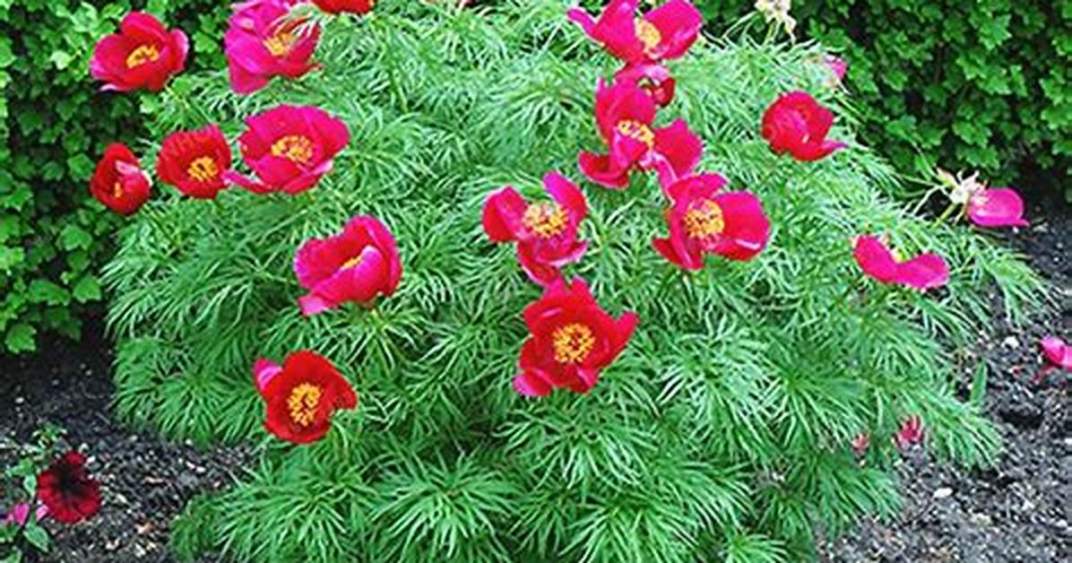 Fernleaf Peony