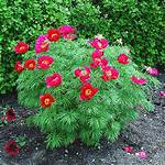 Fernleaf Peony