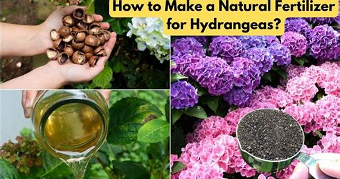 Fertilizer for Hydrangeas