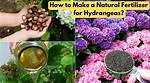 Fertilizer for Hydrangeas