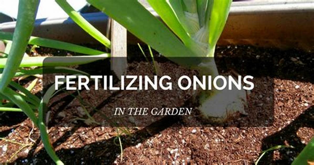 Fertilizing Onions