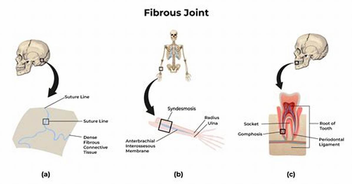Fibrous Joint
