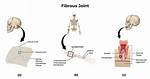 Fibrous Joint