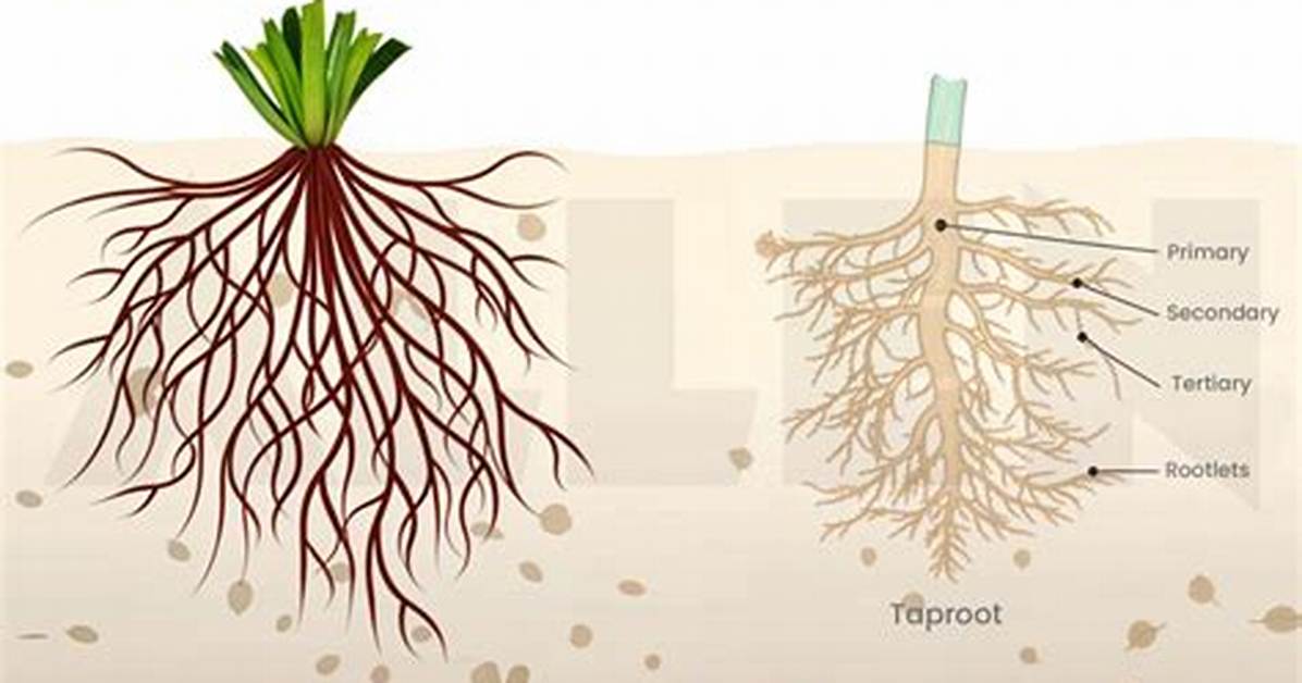 Fibrous Root System