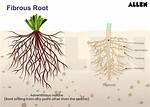Fibrous Root System
