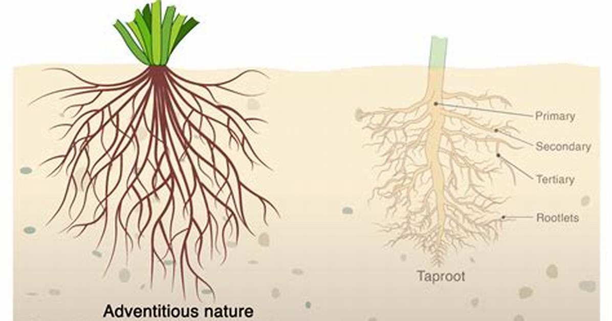 Fibrous Root