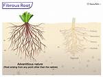 Fibrous Root