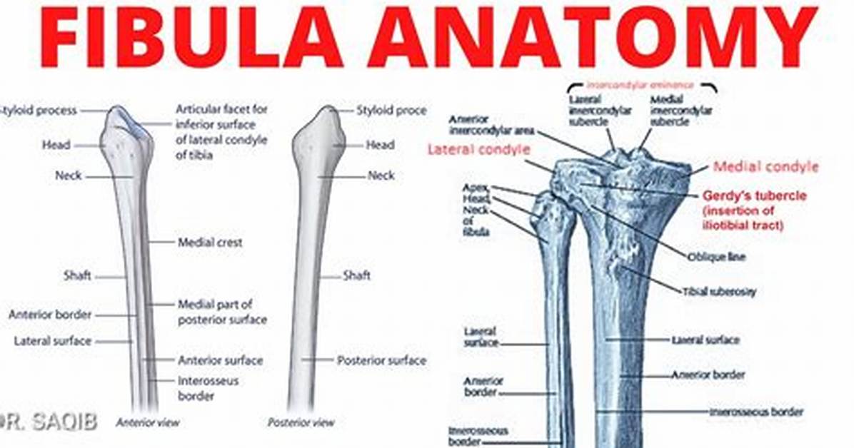 Fibular Head
