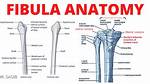 Fibular Head