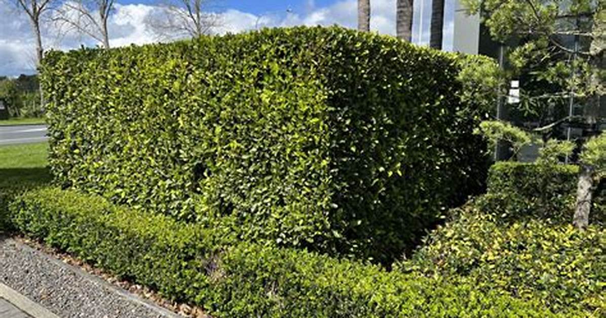 Ficus Hedge
