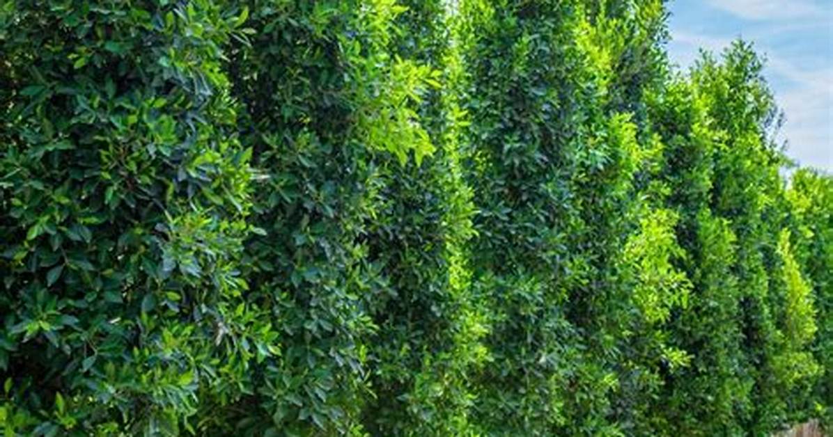 Ficus Nitida Hedge