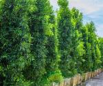 Ficus Nitida Hedge