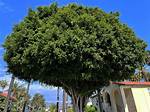 Ficus Tree Outdoor