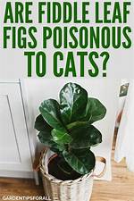 Fiddle Leaf Fig Cats
