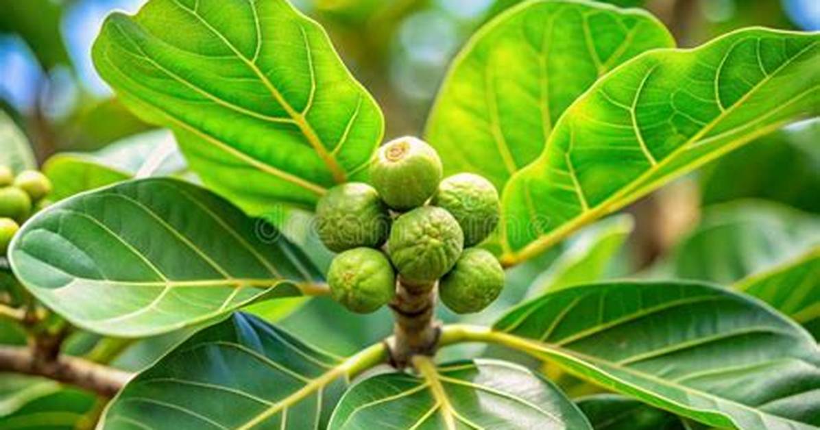 Fiddle Leaf Fig Fruit