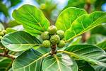 Fiddle Leaf Fig Fruit