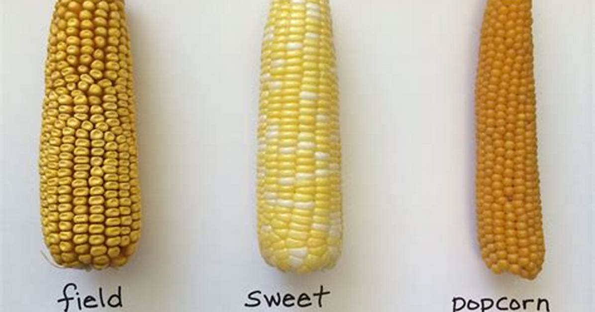 Field Corn