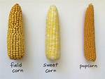 Field Corn
