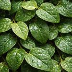 Fig Ivy