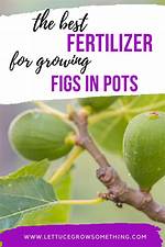 Fig Tree Fertilizer