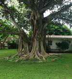 Fig Tree Florida
