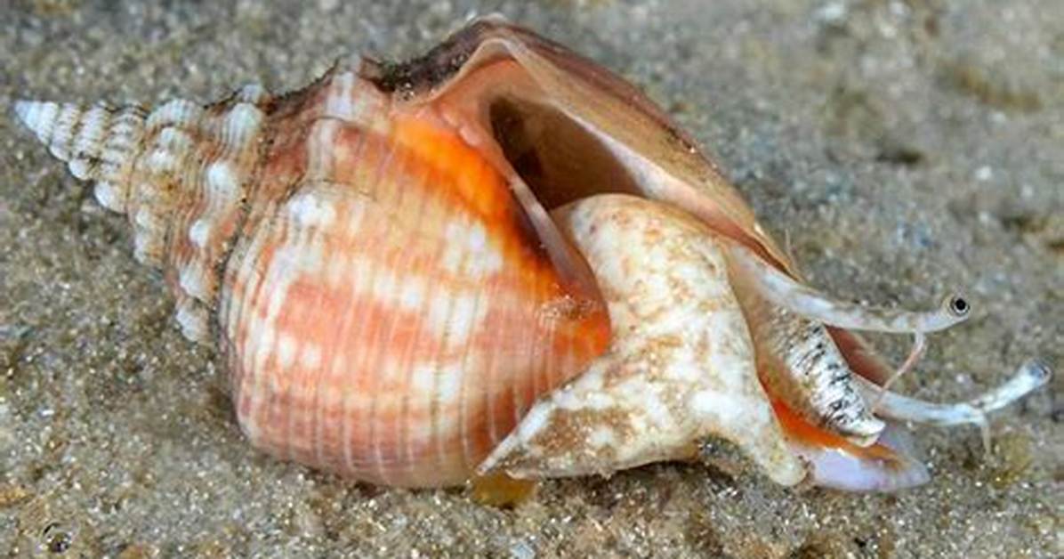 Fighting Conch